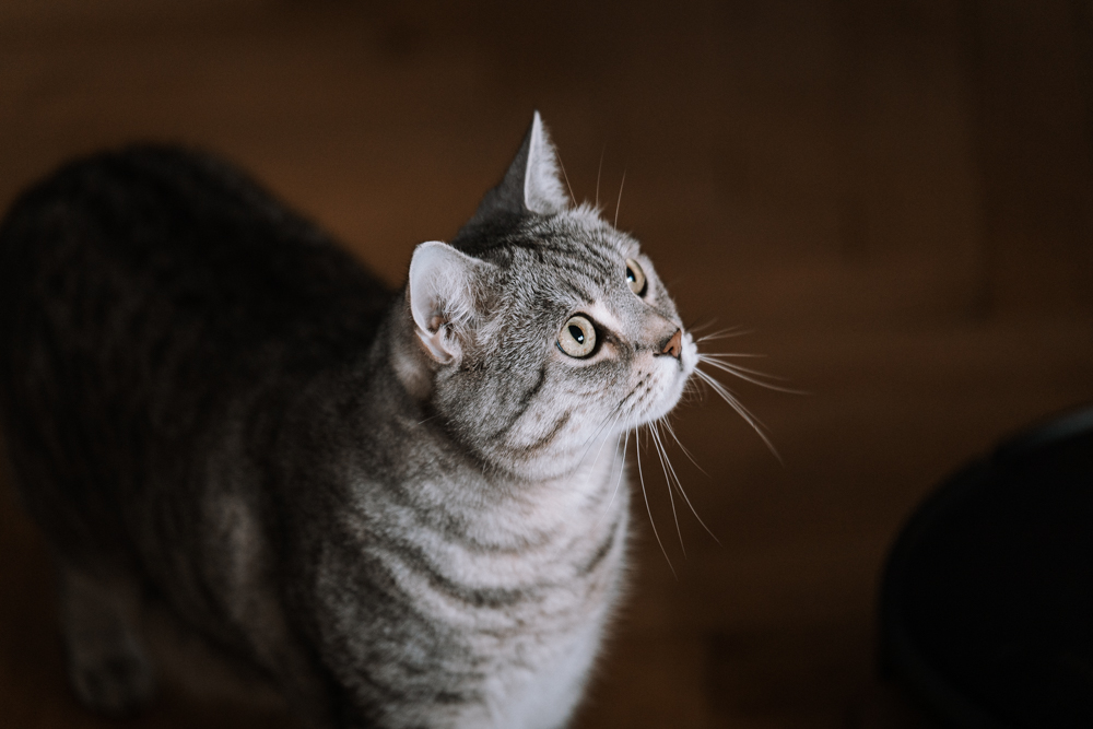 Katzenportrait - Grau gestreifte Katze schaut an der Kamera vorbei